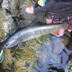 荒れ放題の川でイワナ釣り